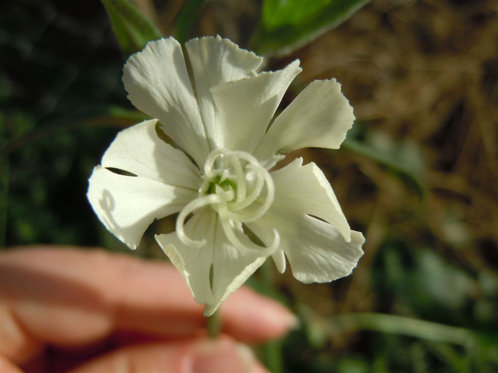 Silene latifolia